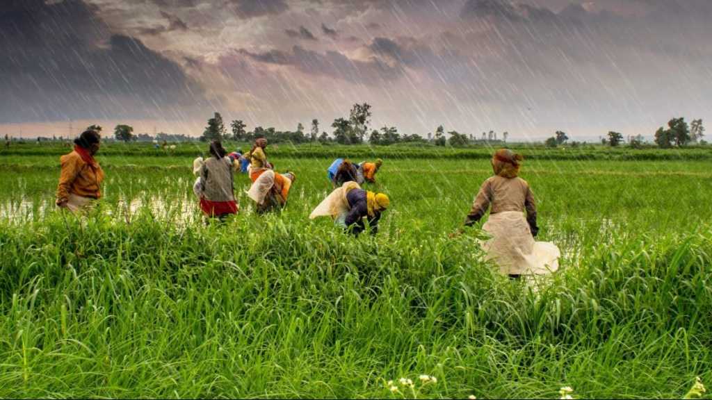 १४ खरिप पिकांना केंद्राकडून किमान आधारभूत किंमत जाहीर; दीडपट मोबदला मिळणार