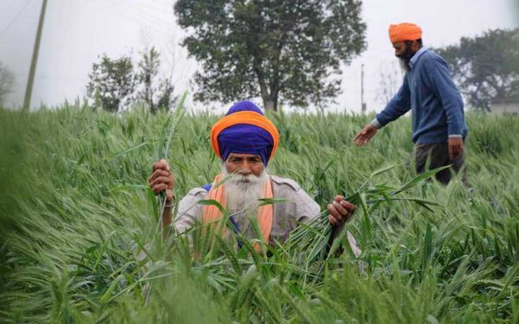 नव्या शेती कायद्यांमुळे खरंच हमीभाव बंद होणार का?