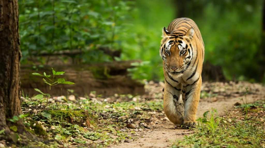 व्याघ्र मृत्युदरात महाराष्ट्राचा नंबर दुसरा