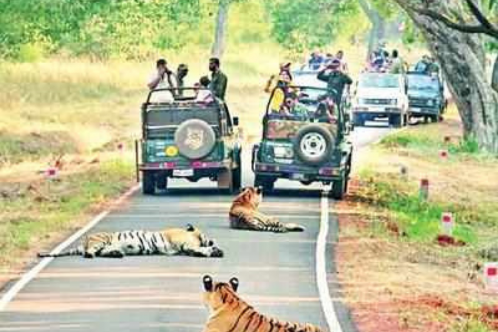 महाराष्ट्रातील जंगल सफारी पुन्हा सुरु होणार