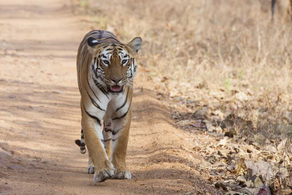 …आणि महिला वनरक्षकाला वाघाने ओढत नेले जंगलात