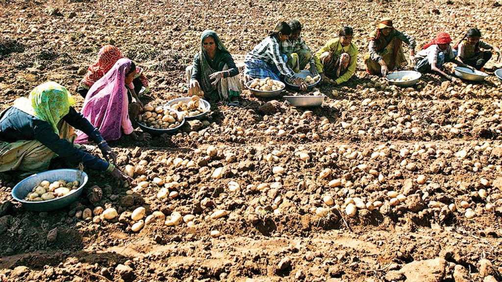 पेप्सीकोला शिकवला धडा;  बटाट्याचे पेटंट रद्द