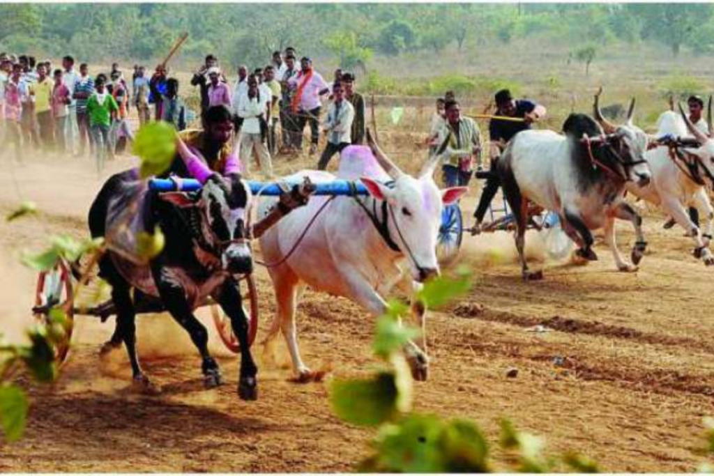 महाराष्ट्रात आता बैल धावणार