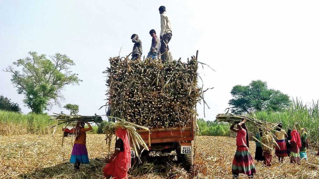 लाखाच्या कर्जासाठी लहान मुलांसह स्वतःच केली ऊसतोड