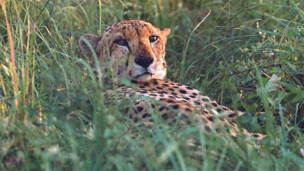 आणखी चित्ते भारतात येण्याच्या प्रतीक्षेत