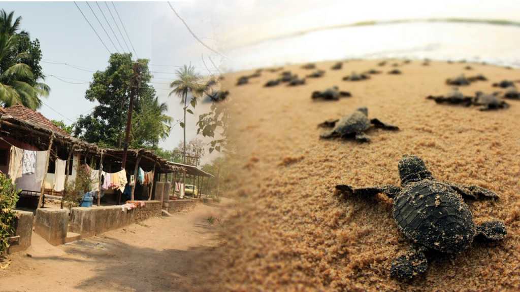 कासवांबरोबर वेळास गावही ‘नॉट’ रिचेबल