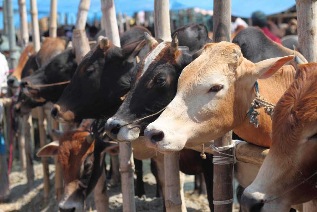 न्या. शमीम अहमद म्हणाले, देशात गोवंशहत्या बंदी कायदा व्हावा!