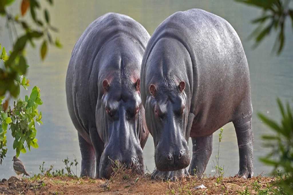 आफ्रिकेचे चित्ते स्थिरावल्यावर आता भारतात होतेय कोलंबियातील पाणघोड्यांचे आगमन