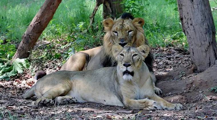 बिपरजॉयमुळे सौराष्ट्रामधील सिंहांना हलवलं सुरक्षित स्थळी