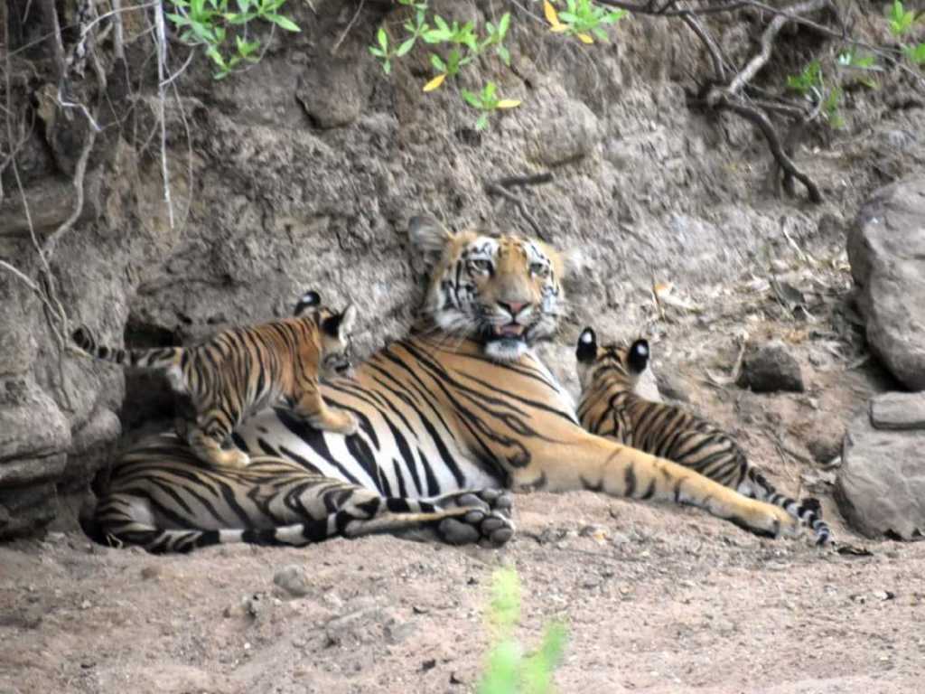 ताडोबात ‘वीरा’ वाघिणीने दिला दोन बछड्यांना जन्म