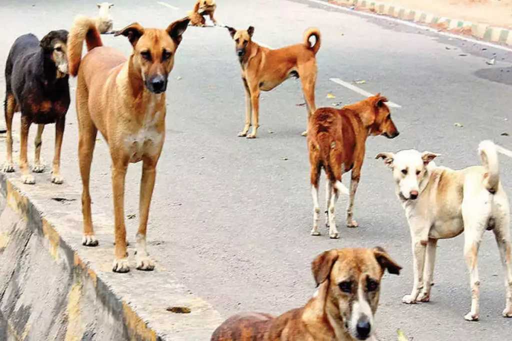 भटक्या कुत्र्यांच्या लसीकरणासाठी बृहन्मुंबई महानगरपालिकेचा पुढाकार !