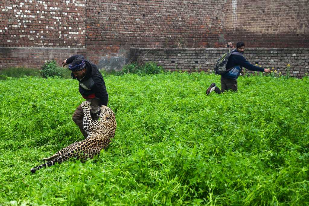 वन्यप्राण्यांच्या हल्ल्यांत मृत्यू झाल्यास व्यक्तीच्या वारसांना २५ लाख