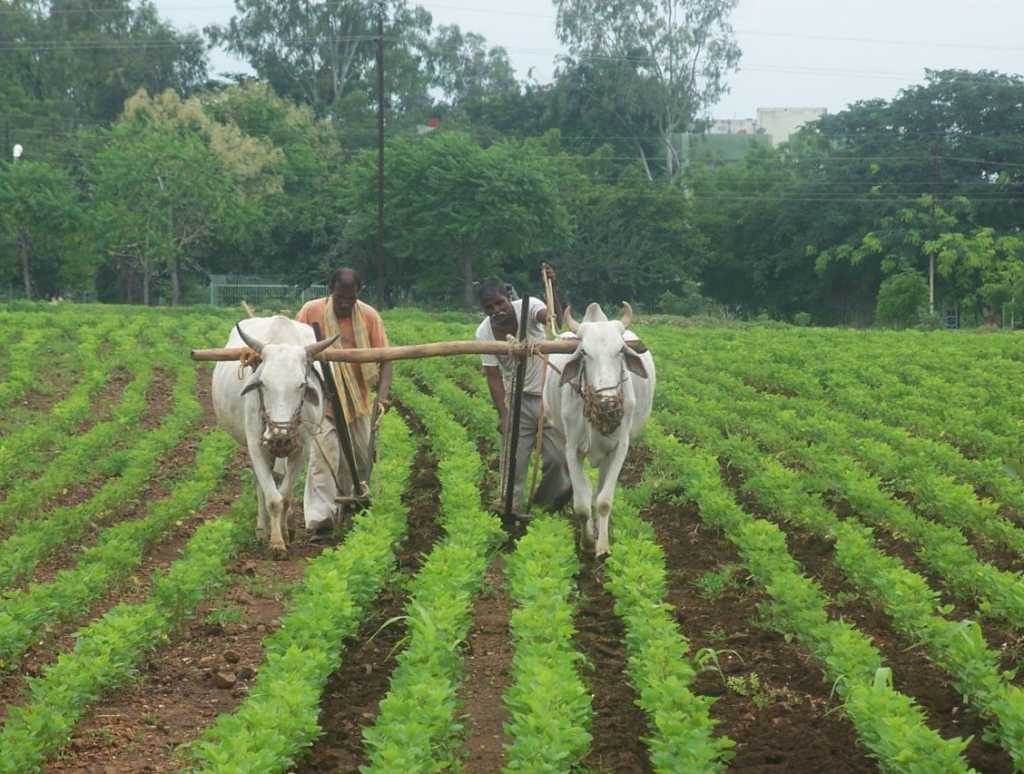 १३ लाख ४५ हजार शेतकऱ्यांना ‘पी एम किसान’ आणि ‘नमो शेतकरी महासन्मान’ योजनेचा लाभ मिळणार