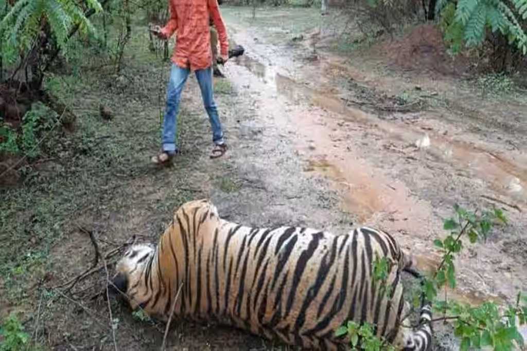 यावर्षी २०२ वाघांचा मृत्यू, एका दशकातील सर्वाधिक वाढ!