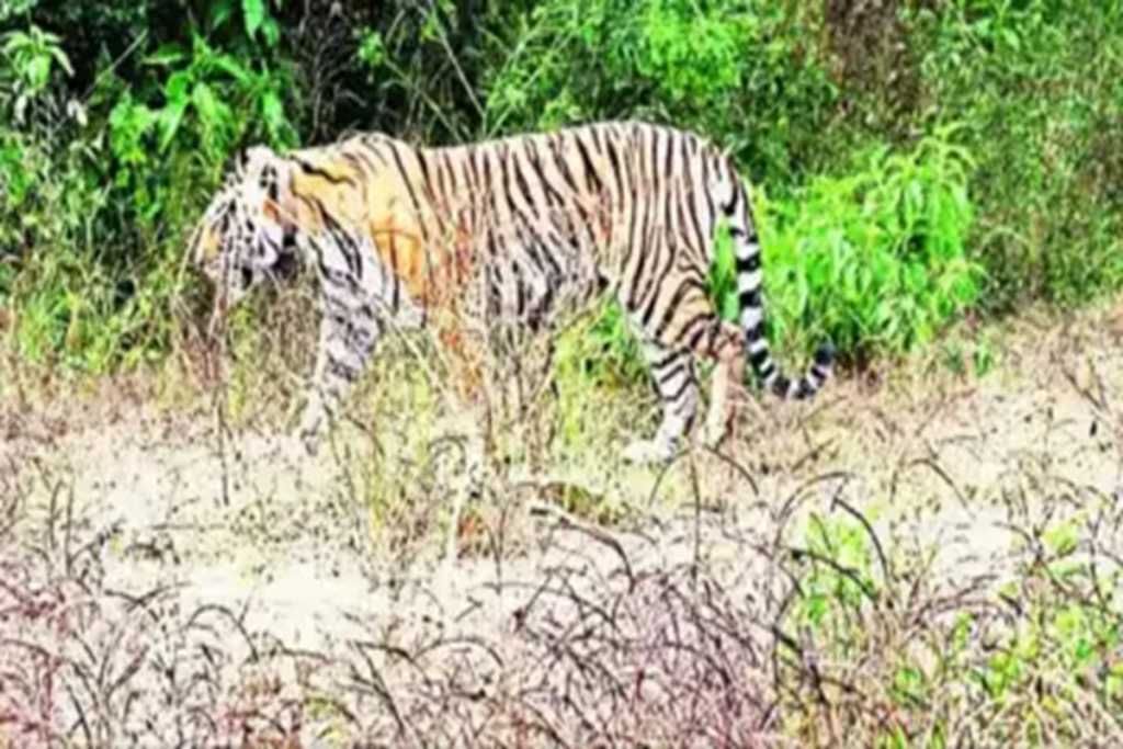 भारतातील सर्वात वयोवृद्ध सरिस्काची वाघीण ‘राजमाताचा’ मृत्यू!