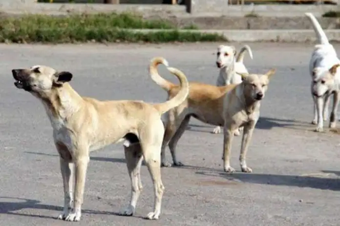 भटक्या कुत्र्यांच्या हल्ल्यात ४ वर्षांच्या मुलीचा मृत्यू