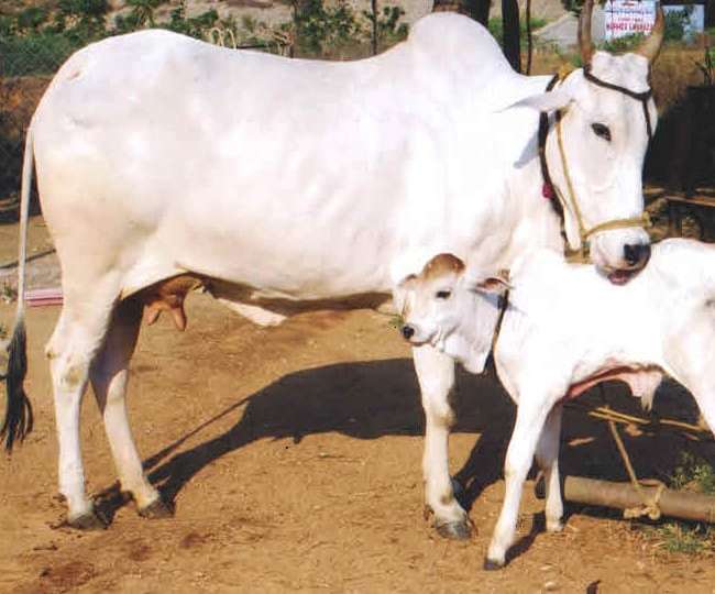 राज्यात गायी राज्यमाता-गोमाता; पोषणासाठी मिळणार अनुदान