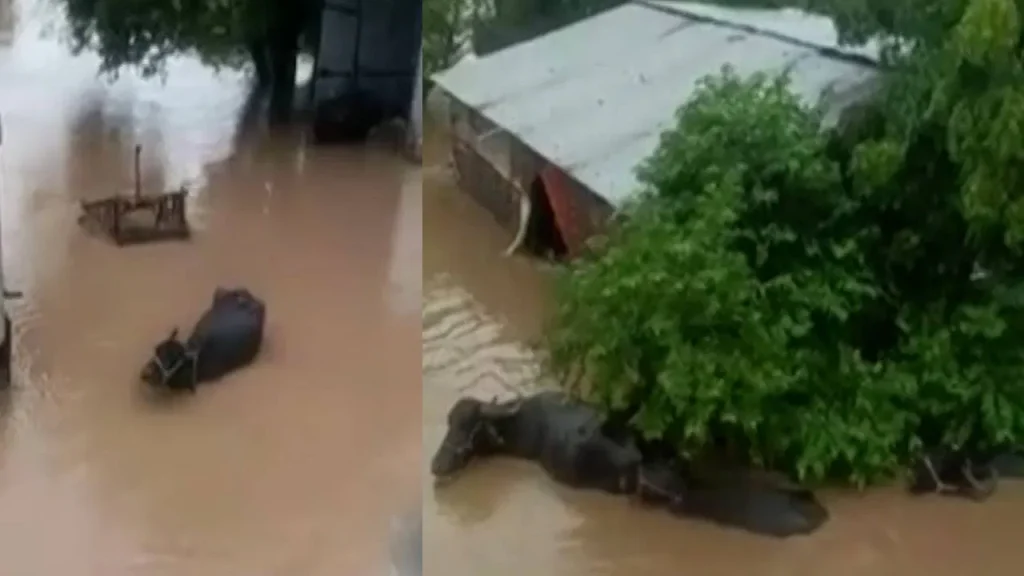 मराठवाड्यात पूर, ५०-६० गावांचा नांदेडशी संपर्क तुटला !