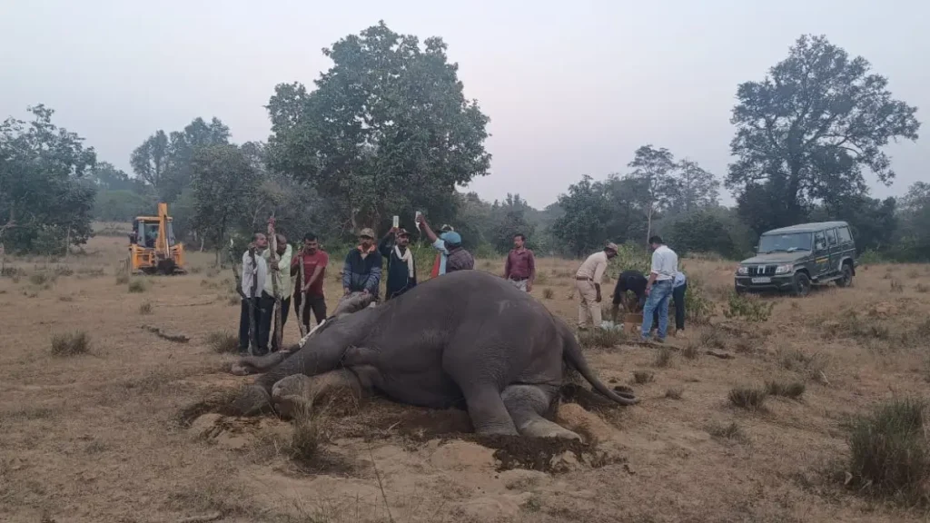 बांधवगड राष्ट्रीय उद्यानात एका मागोमाग एक १० हत्तींचा मृत्यू!